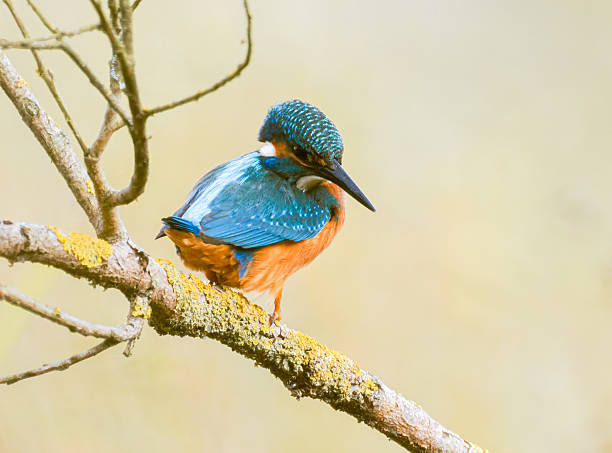 istock Male common kingfisher (Alcedo atthis) perched on a lichen-covered branch 2246561594