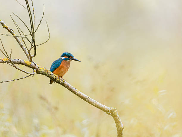 istock Male common kingfisher (Alcedo atthis) perched on a lichen-covered branch 2246561716