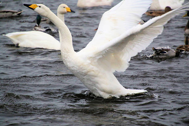 A close up of a Whooper Swan at Martin Mere Nature Reserve