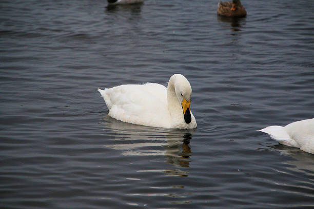 istock A close up of a Whooper Swan 2246562568