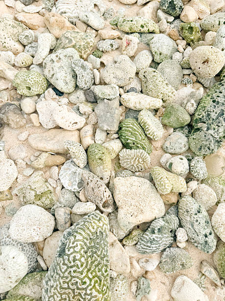 istock Weathered Coral Stones on Caribbean Shore in Tulum 2246563468