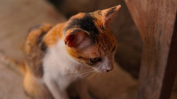 istock Three-colored domestic cat on a blurred background. Calico cat. Pet. 2246563650