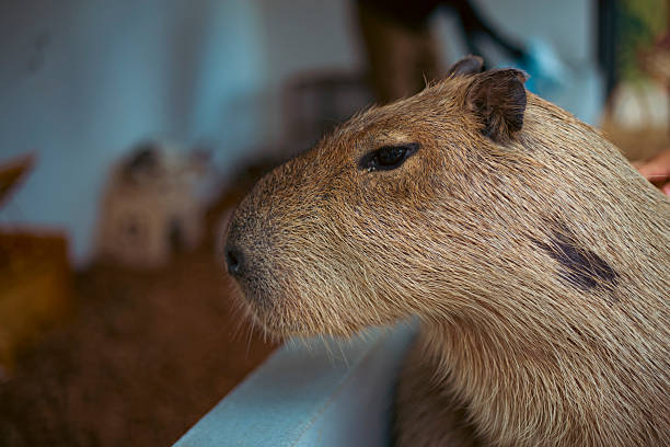 istock Side portrait of a cute funny and serious capybara 2246564298