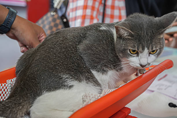 istock A grey-and-white cat on a vet scale looking alert and tense, featuring close-up details, vibrant colors, and a candid pet-care atmosphere 2246564315
