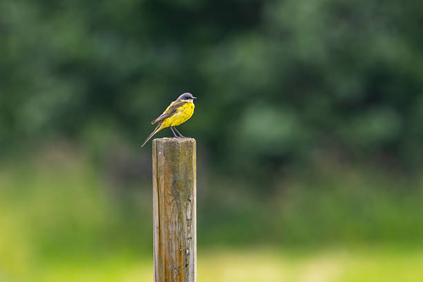 A yellow wagtail (Motacilla flava) in a field in Finland.