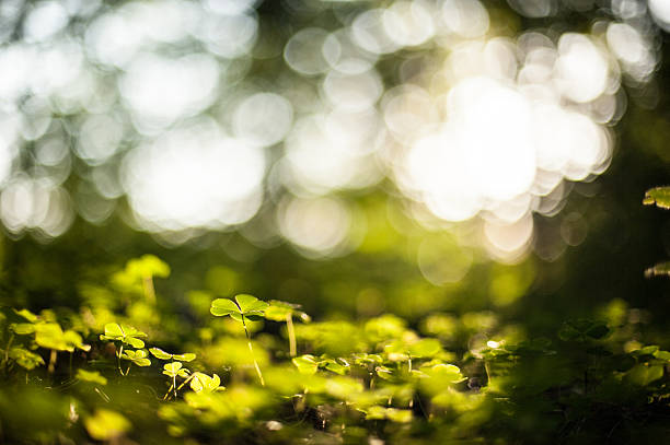 istock Clover plants with soft golden sunlight bokeh.. 2246567723