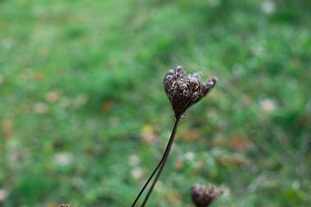 Dried flower head with dark, clustered petals atop a slender stem. The background is a soft bokeh, featuring blurred autumnal colors of green and brown leaves, creating a gentle, out-of-focus effect. The overall composition is centered on the withered flower, highlighting texture and contrast against the muted, earthy tones of the season. The setting evokes a late-autumn atmosphere.