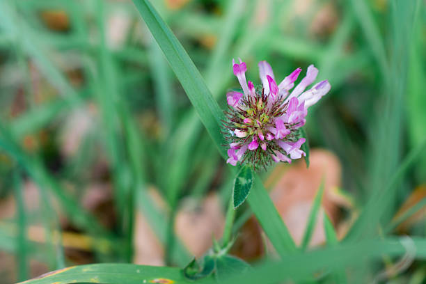 Pink clover flower (Trifolium pratense) stands out amidst green grass. The small, rounded blossom is composed of multiple pink petals radiating from a central point. It is situated in a natural setting, with slender green leaves and blurred grass blades surrounding the flower. The overall scene suggests an autumn forest environment, characterized by shades of green with hints of browning leaves in the background. The focus is on the delicate structure and color of the flower against subtly changing foliage.