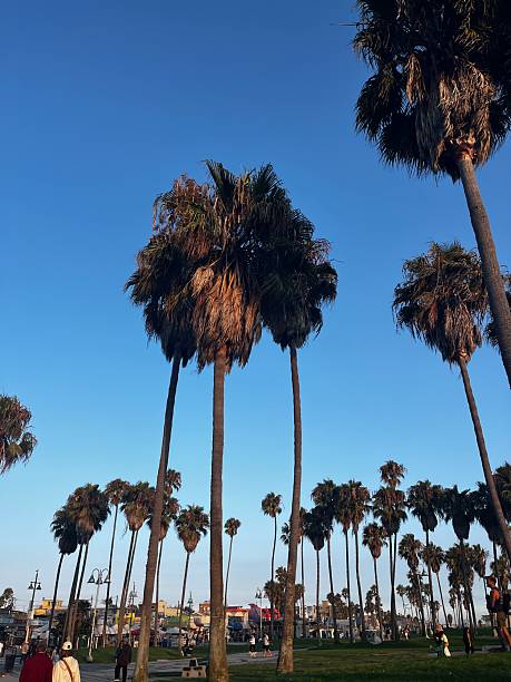 istock Abundant Palm Trees Lining a Coastal Park or Boardwalk Under Blue Sky 2246569226