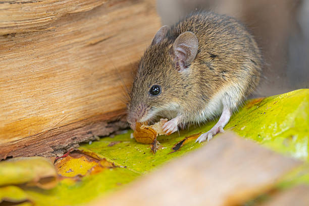 The brown rat (Rattus norvegicus), also known as the common rat, street rat, sewer rat, wharf rat, Hanover rat, Norway rat and Norwegian rat, is a widespread species of common rat.