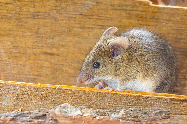 istock Rattus norvegicus - Brown rat young specimen. 2246572891