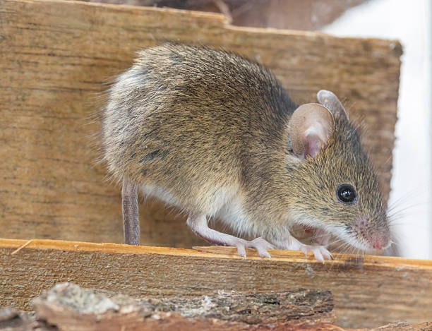 istock Rattus norvegicus - Brown rat young specimen. 2246572900