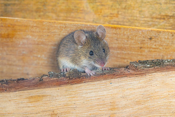istock Rattus norvegicus - Brown rat young specimen. 2246572910