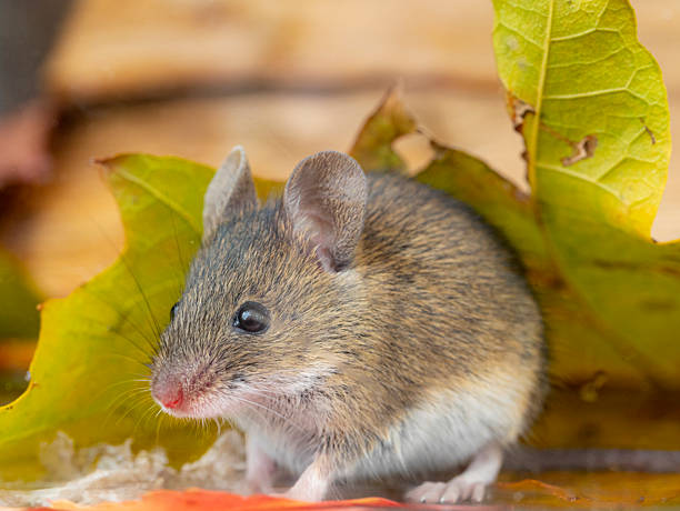 istock Rattus norvegicus - Brown rat young specimen. 2246572912