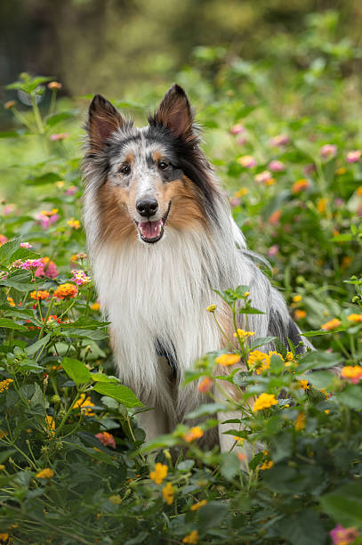 A Shetland sheepdog sitting alone in a garden with flowers in Spring.