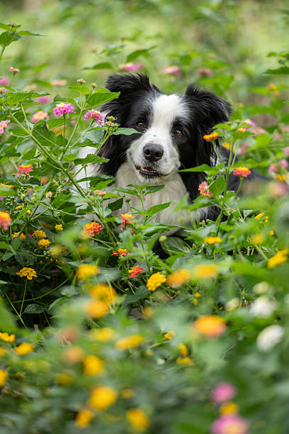 dog in the garden