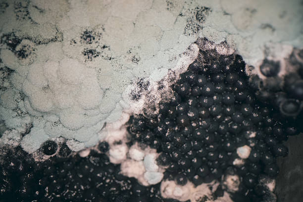 Mold on caviar close-up.
