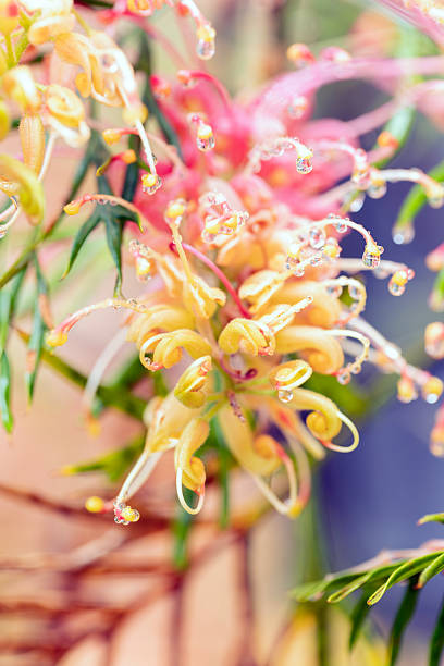 Closeup beautiful Grevillea after the rain with raindrops, background with copy space, full frame vertical composition
