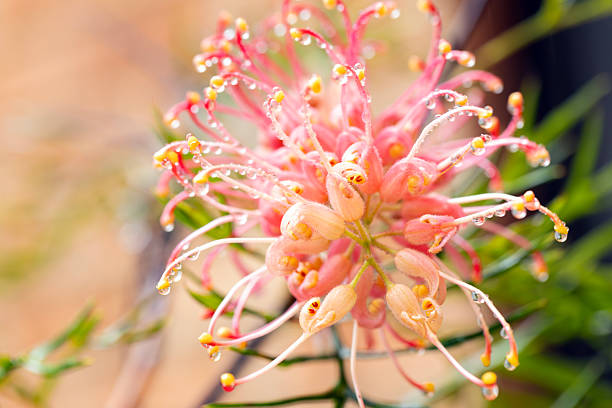 istock Closeup beautiful Grevillea after the rain with raindrops, background with copy space 2246586769
