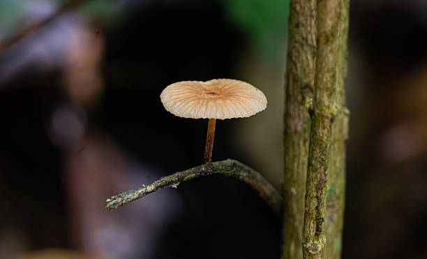 istock Small mushroom in the Atlantic Forest 2246588622