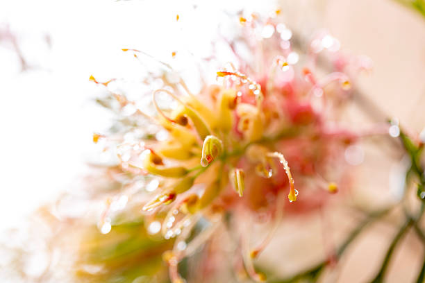 Closeup of flowering dwarf red Callistemon also known as Bottlebrush or Little John in Spring