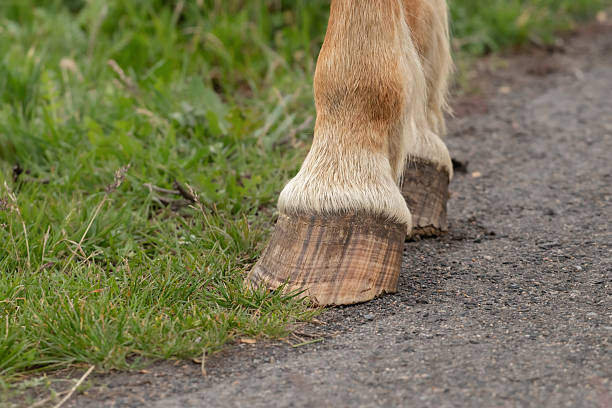 Horse front paw with damaged hoof.