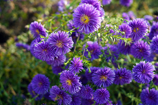 istock Vibrant Purple Aster Flowers in Full Bloom 2246594833