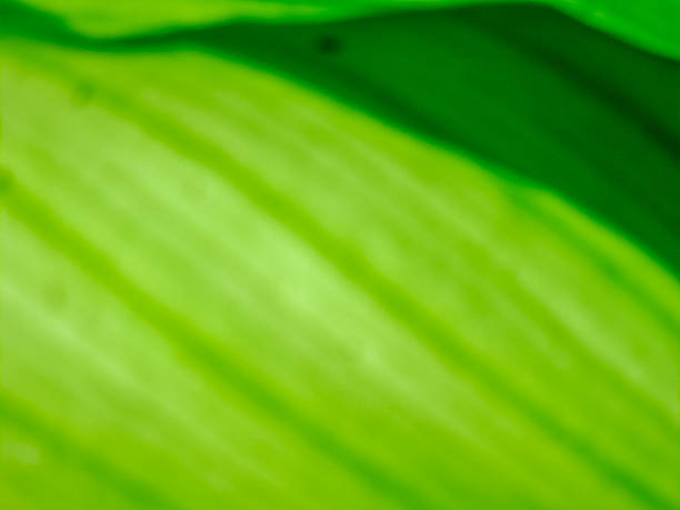 istock Abstract green organic pattern shows nature's form with contrasting shades and smooth textures. 2246598582