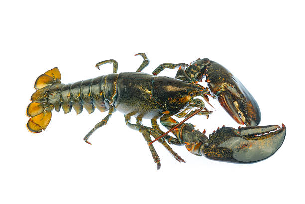istock live lobster isolated on white background 2246599238