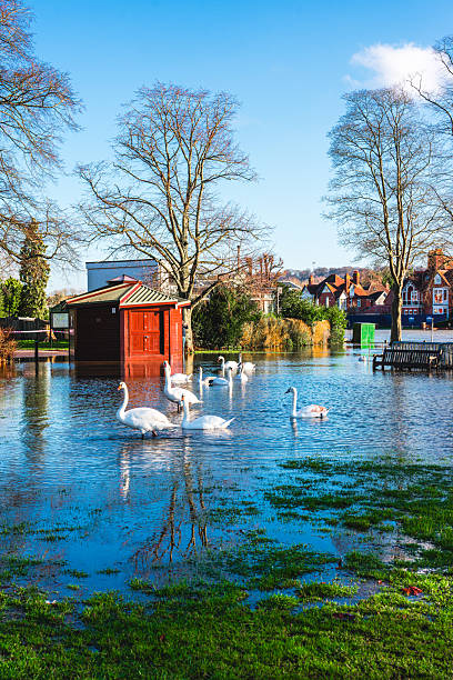 istock White swan standing out in park 2246599331