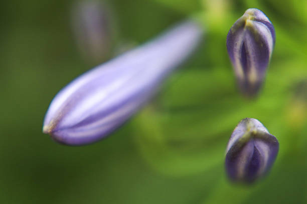 Agapanthus is a specie of flower known as the lily of the Nile.