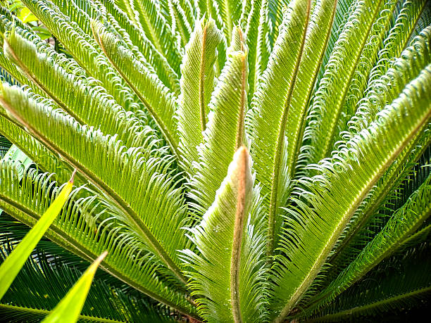 macro of green leaf of succulent evergreen plant.