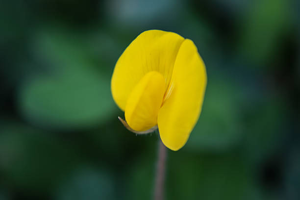 It is springtime in Brazil, so flowers are beautifully in bloom.