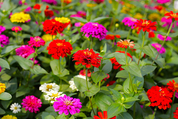 istock Colorful zinnias in full bloom 2246604030