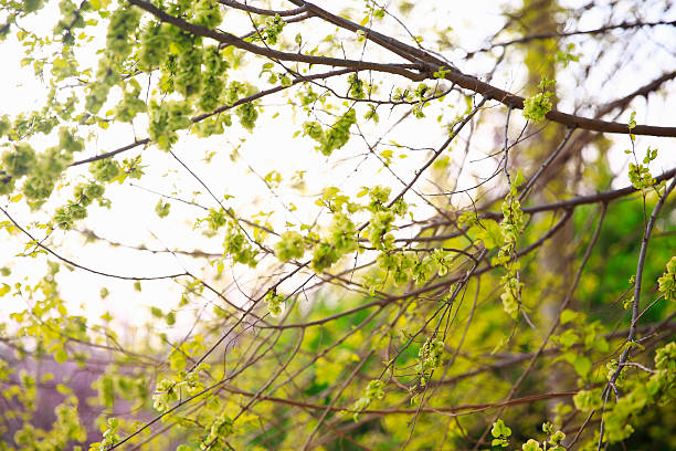 Green leaf of beech tree