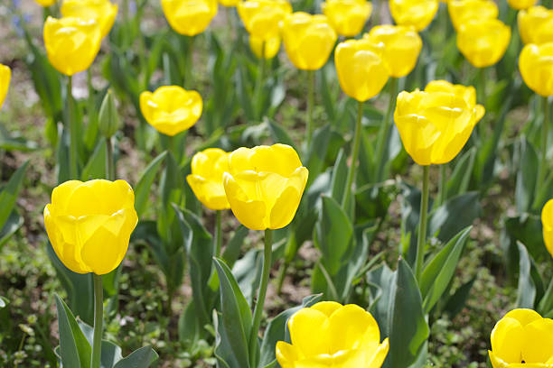 istock Field of blooming tulips under natural sunlight. 2246604101