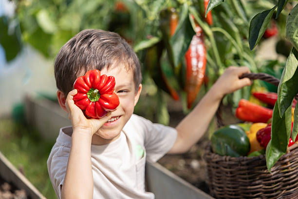 Smiling child sitting inside a greenhouse and playfully holding a red bell pepper in front of one eye