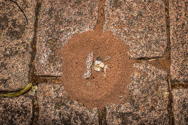 Ant nest emerging between paving stones, with soil pushed out by the insects.