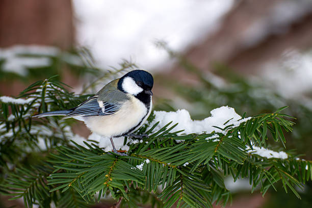 istock The Great Tits in Winter 2246611236