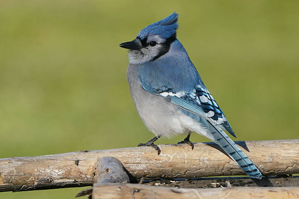 istock Blue Jays in fall in bright sun 2246611984