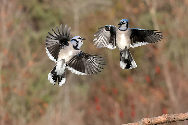 istock Blue Jays in fall in bright sun 2246611989