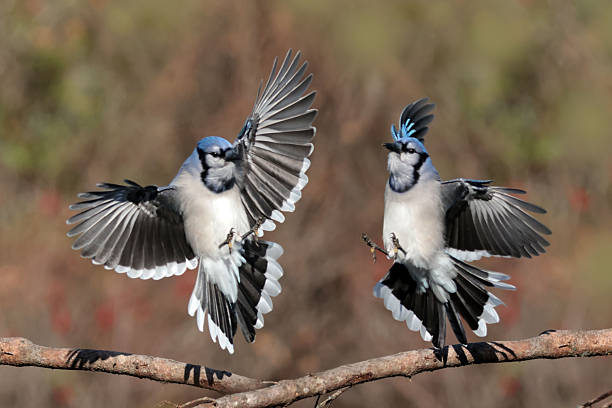 istock Blue Jays in fall in bright sun 2246612030