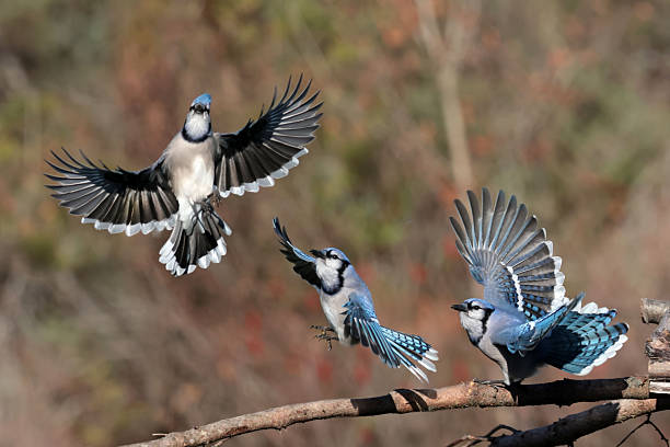 istock Blue Jays in fall in bright sun 2246612032