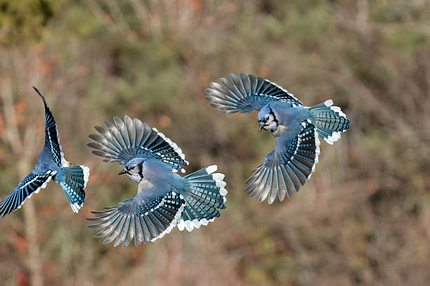 istock Blue Jays in fall in bright sun 2246612037