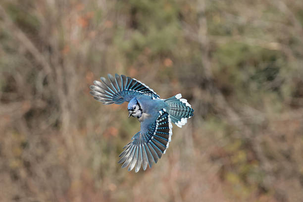 istock Blue Jays in fall in bright sun 2246612040
