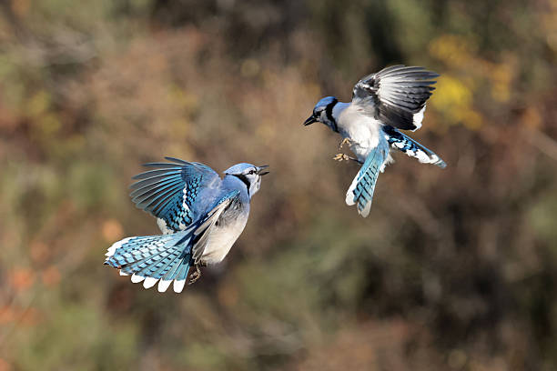 istock Blue Jays in fall in bright sun 2246612041
