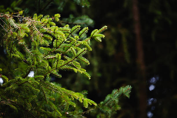 Close-up of a vibrant green spruce branch illuminated by soft natural light in a dense forest. The detailed needles and blurred dark background create a calm, fresh atmosphere, emphasizing the evergreen beauty of nature.