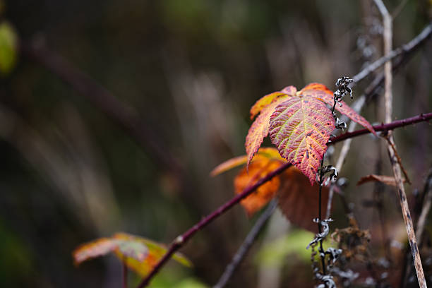 Close-up of a red and orange autumn leaf illuminated by soft natural light, hanging from a thin branch. The blurred background and earthy tones emphasize the leaf’s rich texture and seasonal beauty, evoking a peaceful, reflective mood.