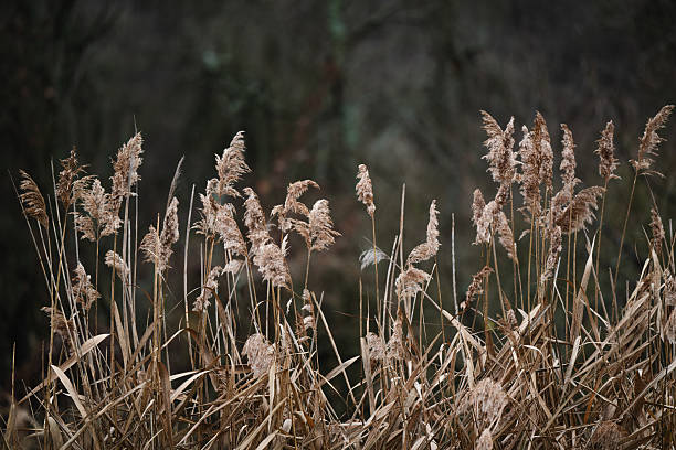 Tall dry reed grass sways in the wind against a dark, blurred forest background. The muted earthy tones and soft light create a serene and melancholic winter atmosphere, highlighting the beauty of nature’s quiet season.