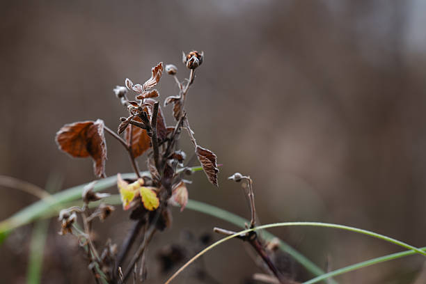 Close-up of a withered plant with dry brown and yellow leaves standing in a natural meadow. The muted background and soft lighting evoke a melancholic autumn atmosphere, symbolizing the quiet transition between seasons.